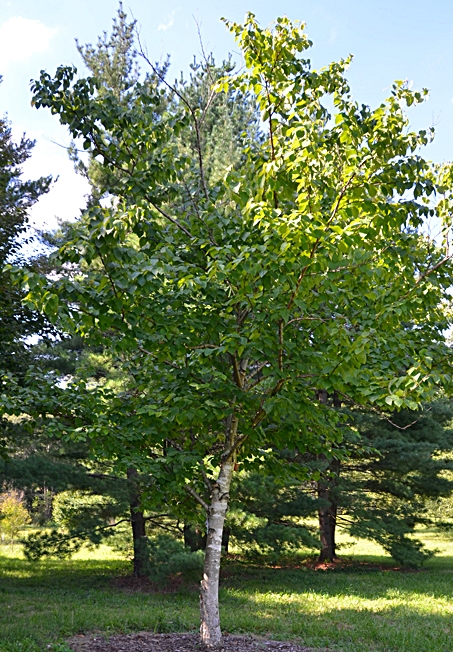 brzoza maksymowicza - ciekawe drzewo ogrodowe
